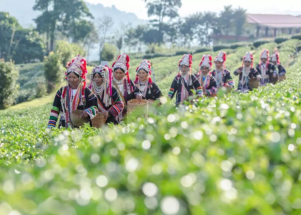 Learn Chiang Rai’s safety practices with expert guidance